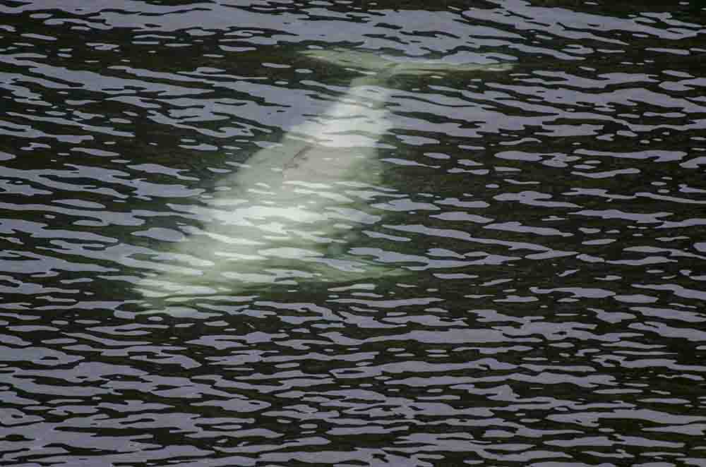 Ballena Beluga - islas Svalbard - Noruega 1.jpg